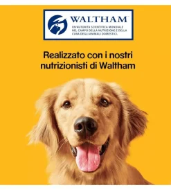 Best Biscotti per cani 