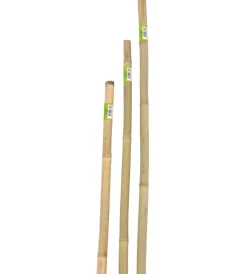 Verdemax Coltivazione E Cura|Canna bamboo piena h180cm