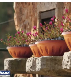 Bama Coltivazione E Cura|Ciotola alba d. 40 terracotta