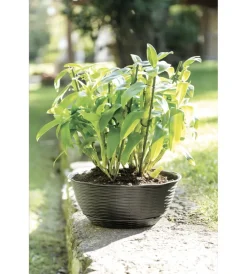 Clearance Ciotola paglia d. 30 c/sottovaso antracite Coltivazione E Cura