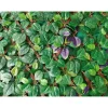 Reti, Recizioni E Cancelli Per Giardino-EuroGarden Recinzione artificiale espandibile verde 90x180 cm