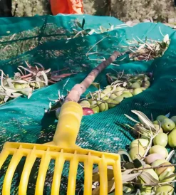 Coltivazione E Cura|Rete olive antispina con lati rinforzati verde 5x50 metri
