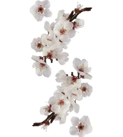 Clearance Stickers s ramo fiorito - decoro crearreda. Decorazione Pareti