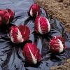 Attrezzatura Giardinaggio-Verdemax Telo pacciamatura 1.5x10m