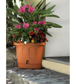 Bama Coltivazione E Cura|Vaso angolo victoria terracotta