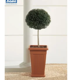 Bama Coltivazione E Cura|Vaso piramide terracotta