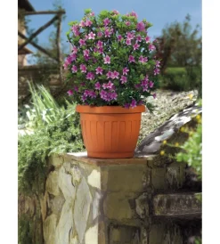 Bama Coltivazione E Cura|Vaso terra d. 20 terracotta