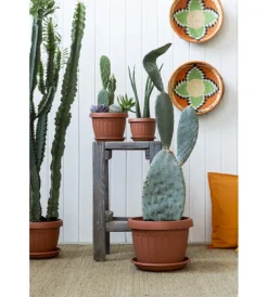 Bama Coltivazione E Cura|Vaso terra d. 20 terracotta