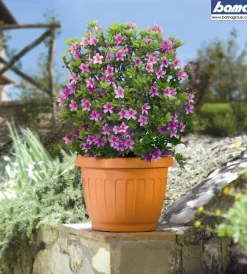 Discount Vaso terra d. 15 terracotta Coltivazione E Cura